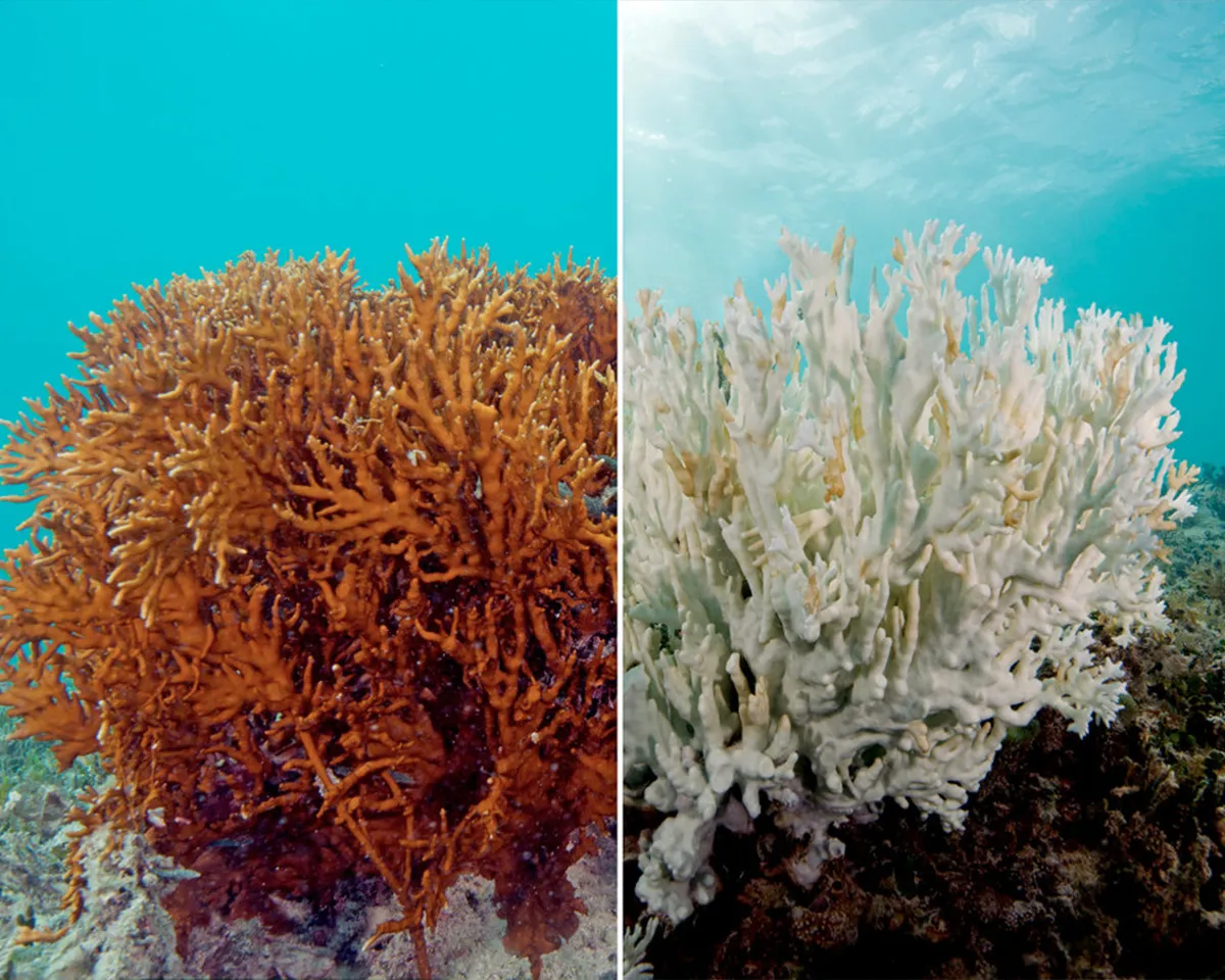 coral bleeching
