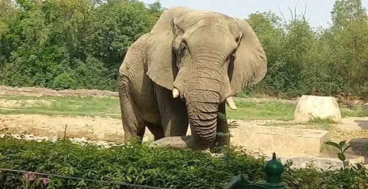 shankar elephant