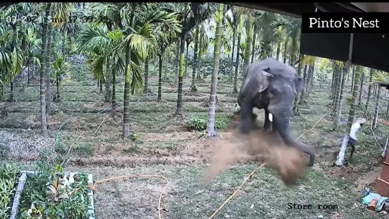 Elephant attack video
