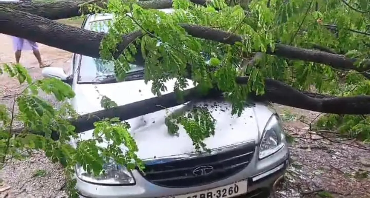 tree fell on top of the car