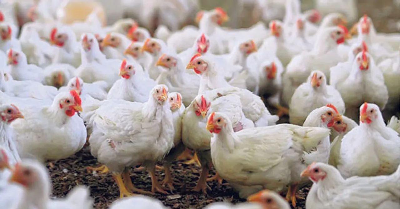 chicken price hike