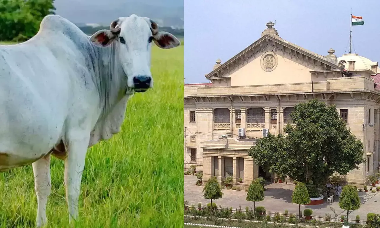 1421116-allahabad-high-court-cow.webp