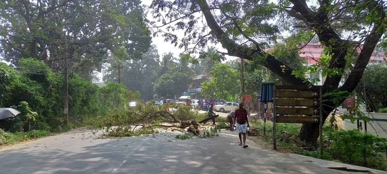 പാലക്കാട് നഗരത്തിൽ അപകടാവസ്ഥയിലുള്ള മരങ്ങൾ മുറിച്ചു തുടങ്ങി