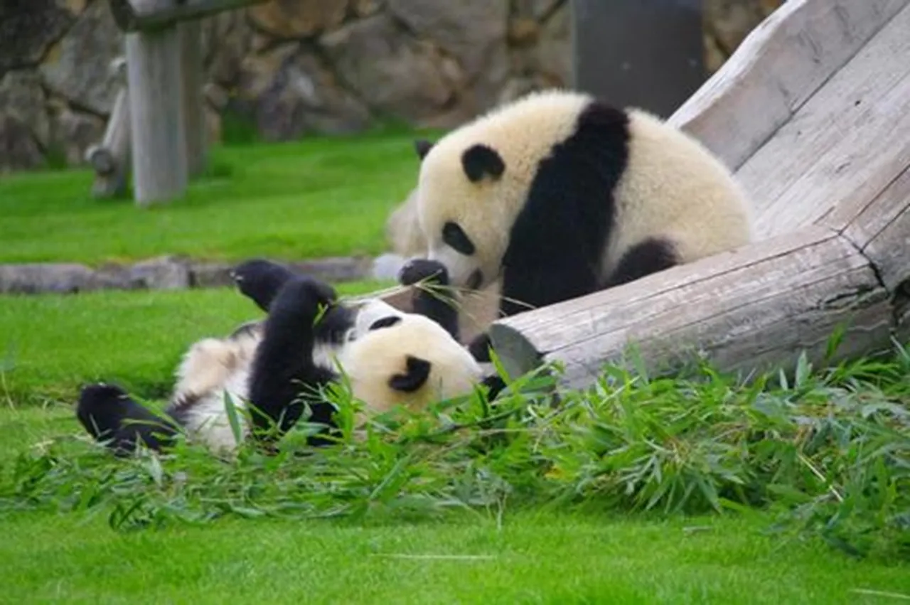 panda parenting