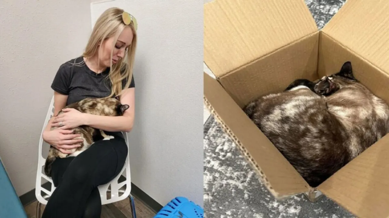 Utah Couple Accidentally Ships Pet Cat To Amazon, Reunites A Week Later