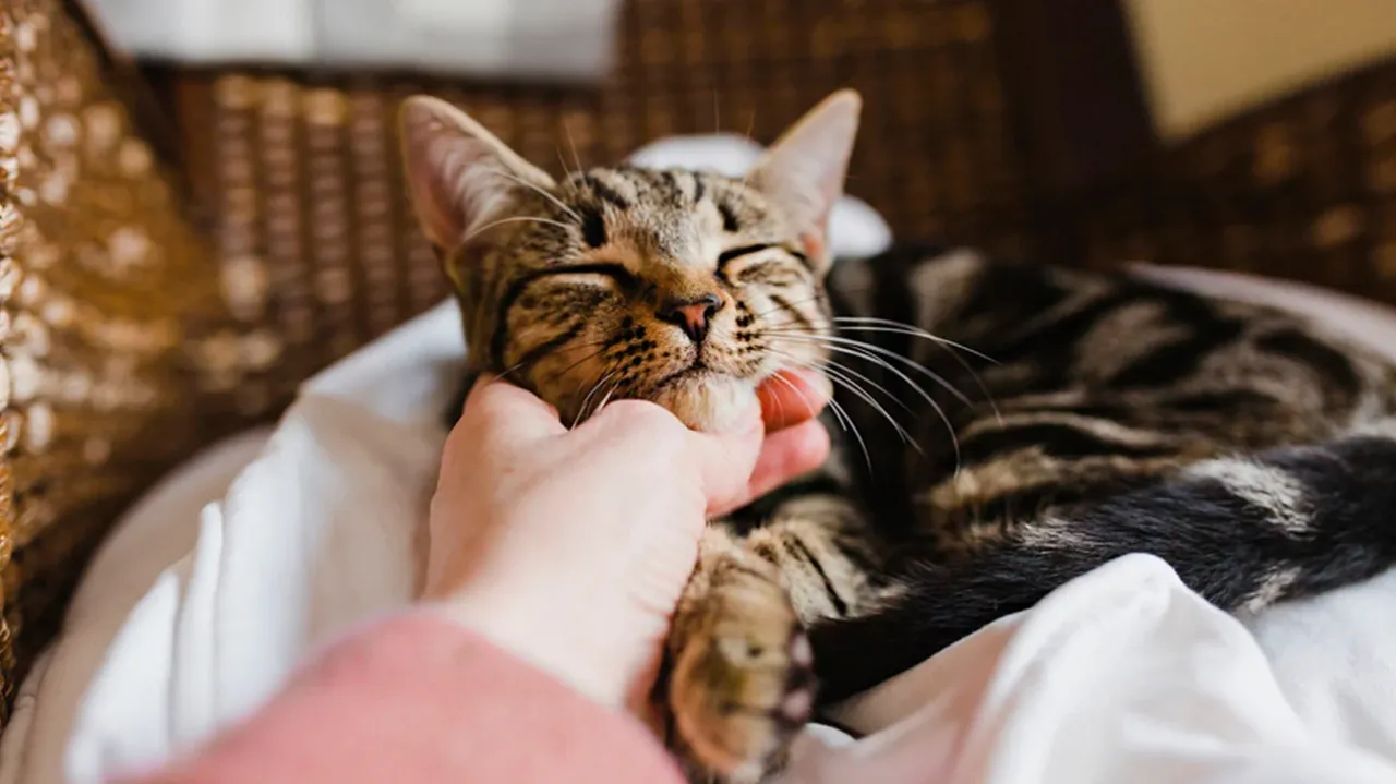 Petting Cat, healthline