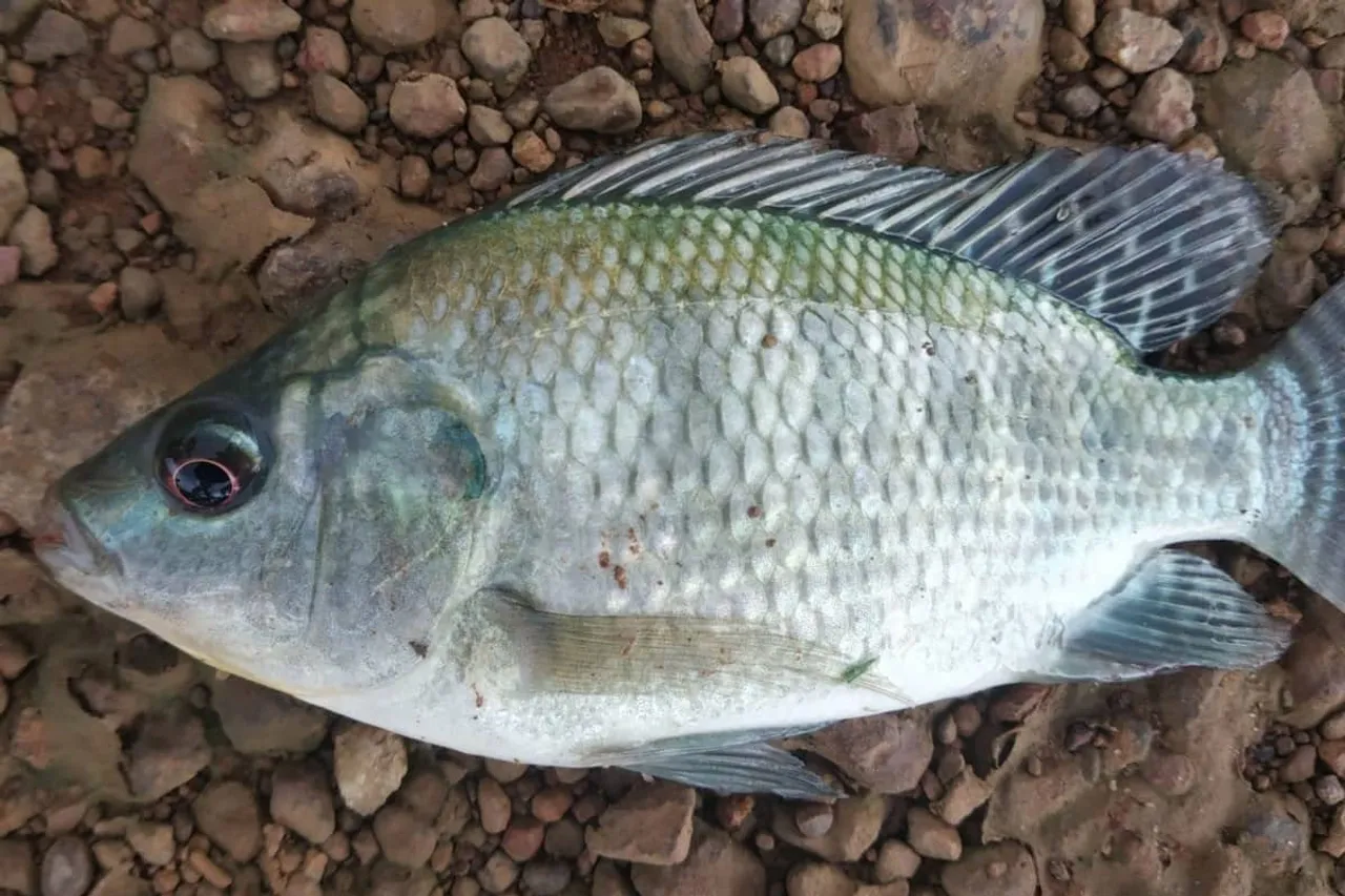 Tilapia