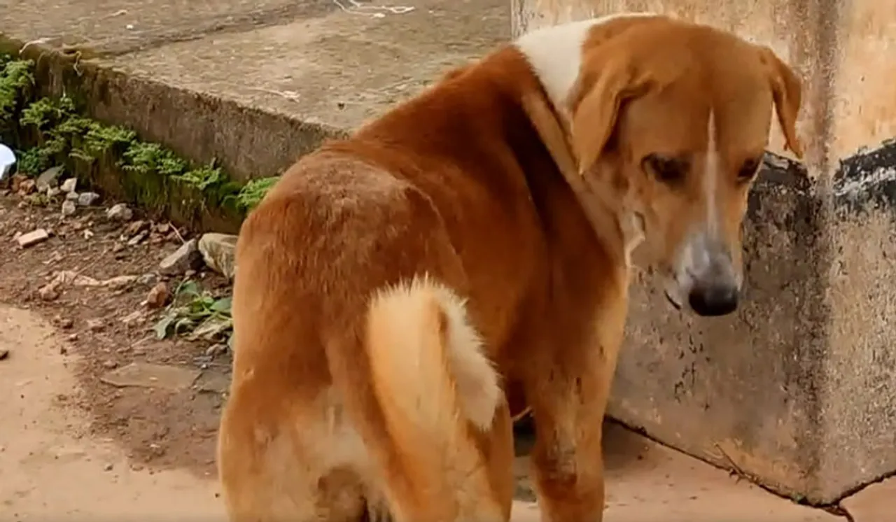 Watch: 'Kerala's Hachiko' Dog Wait Outside Mortuary For Owner