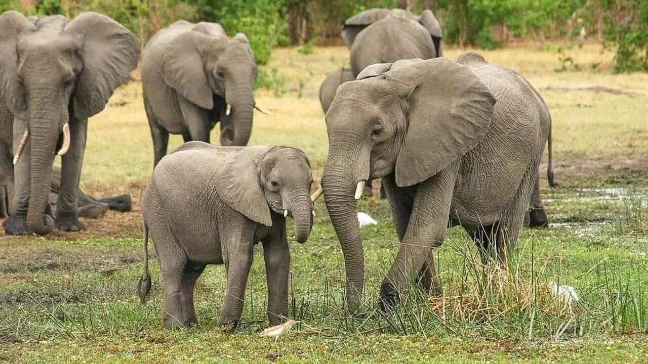 World Elephant Day:  Safeguarding Habitats for Sustainable Tomorrow