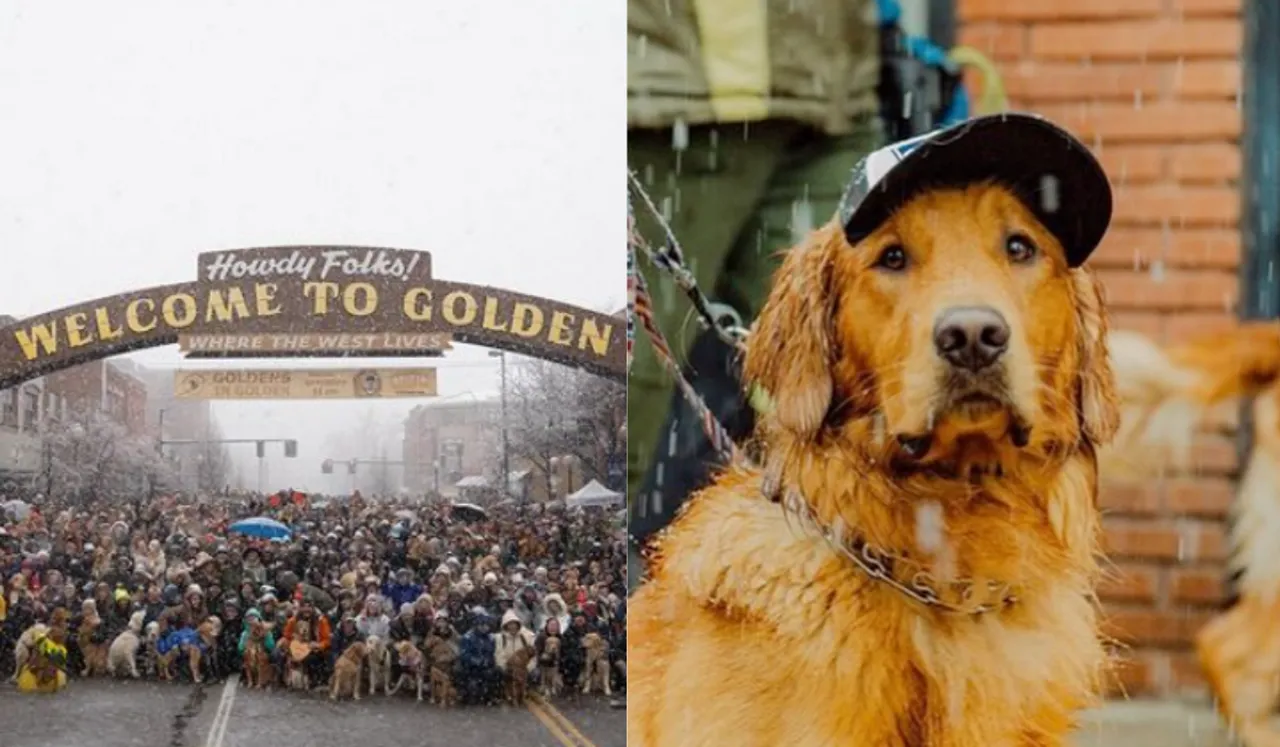 Watch: Golden Retriever Lovers Brave Snow To Attend Dog Event In US