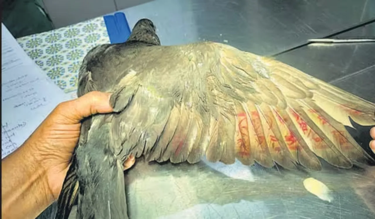 WATCH: Suspected Chinese Spy Pigeon Released After 8 Months In Custody