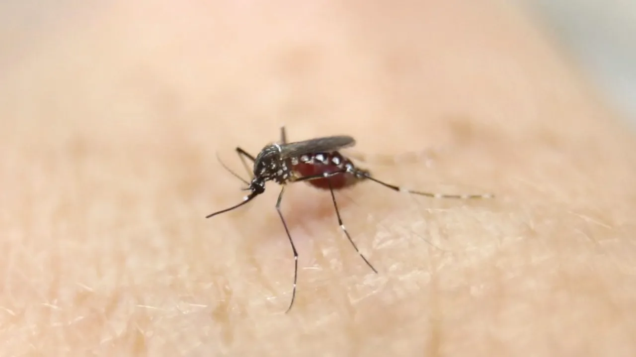 aedes mosquito zika