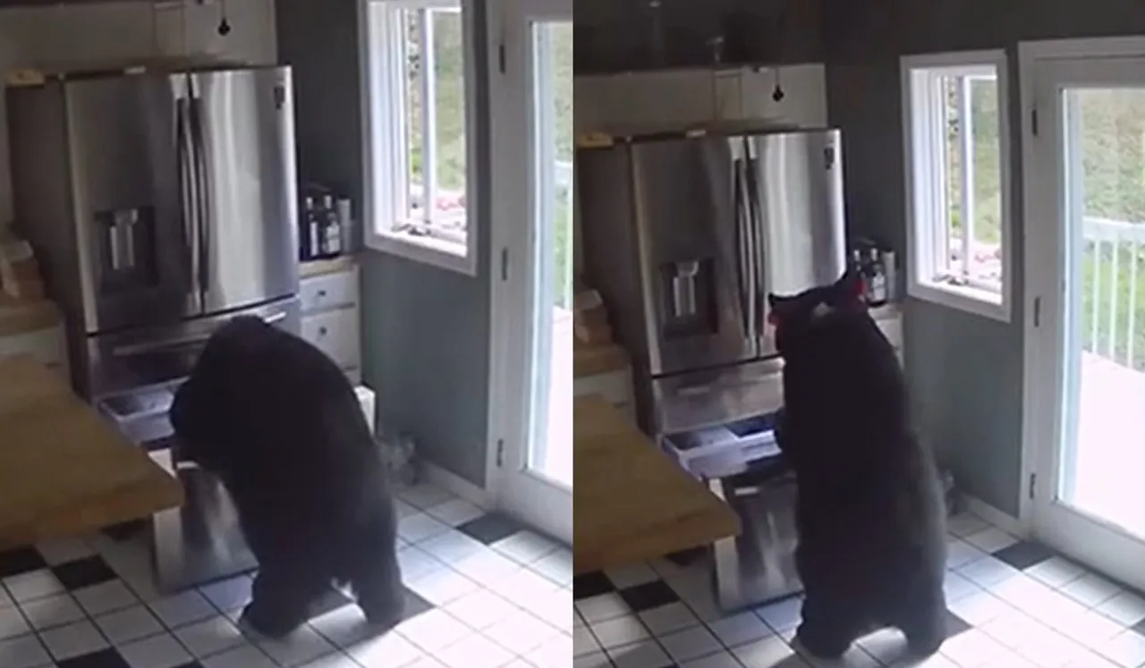 Watch: Hungry Bear Breaks Into US House, Feeds On Frozen Lasagna