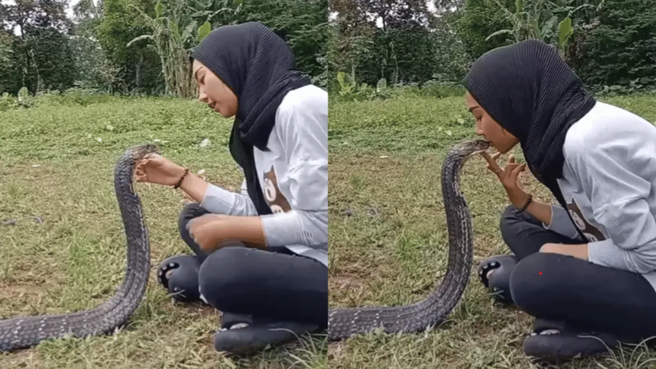 Woman Kisses Snake 'King Cobra' On Head, Leaves Internet Stunned