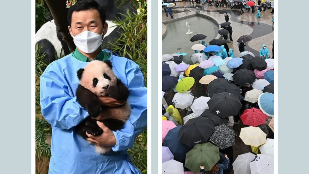 Goodbye, Fu Bao: South Korea Bids Heartfelt Farewell To Beloved Panda