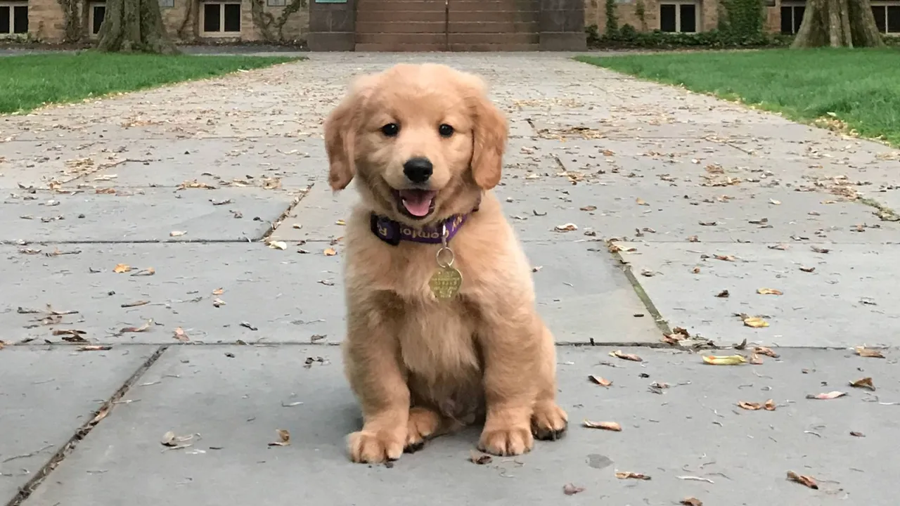 Viral Video: Girl Force Feeds Puppy Alcohol; Police Takes Action