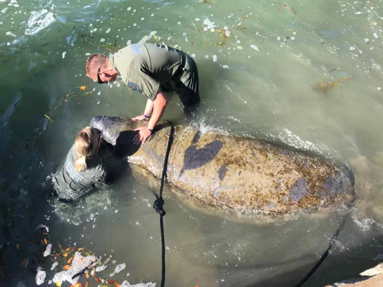 US Woman Deputy Holds Exhausted Manatee's Head For 2 Hours