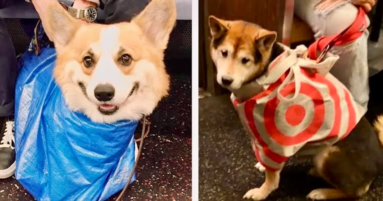 See: NY Public Transport Ruled 'Pets In Bags' So People Got Creative