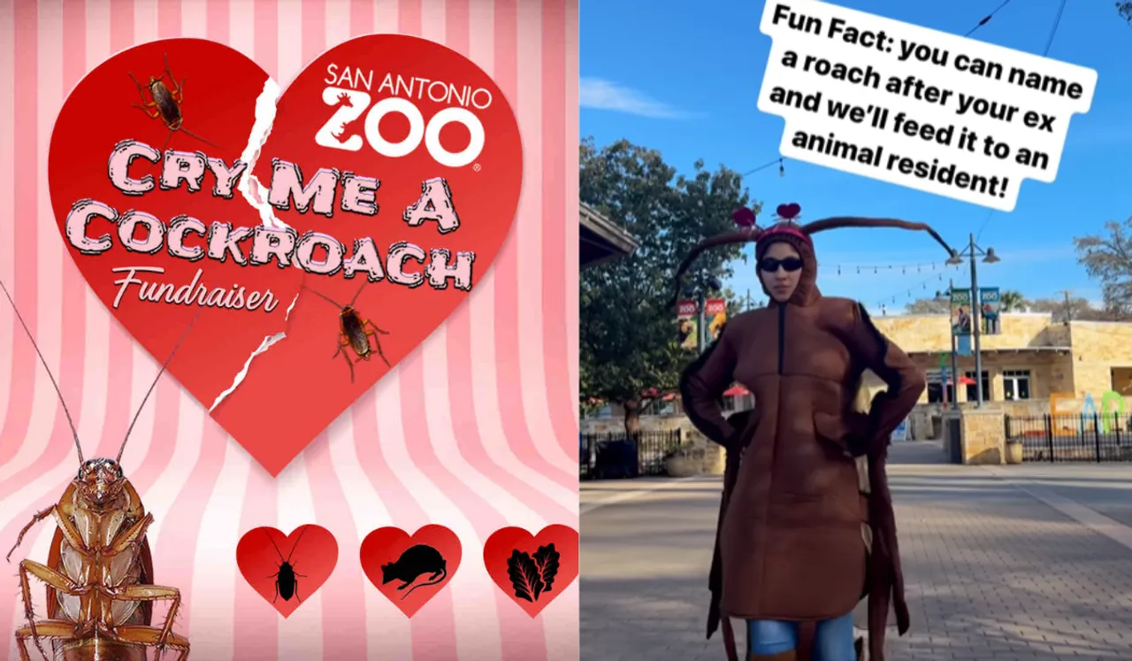 US Zoo Lets You Name A Cockroach After Ex, Then Feeds It To Animals