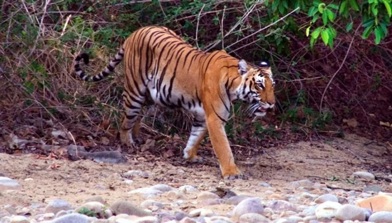 Madhya Pradesh: Mother Fights Off Tiger To Rescue Her Son From Its Jaws