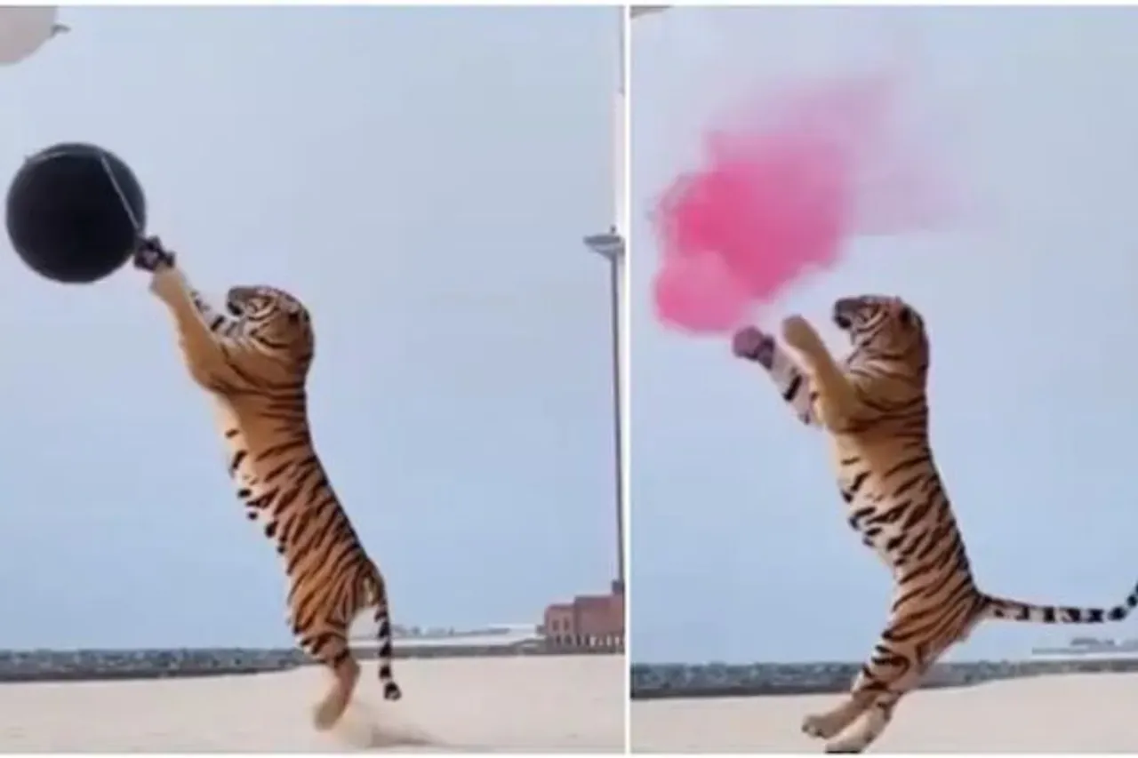 Viral Video: Dubai Couple Uses Tiger For Gender Reveal Party, Netizens Call It Ridiculous