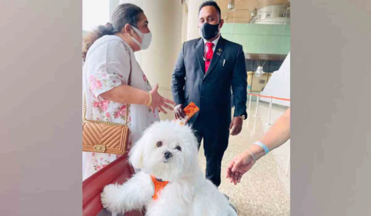 dog travels business class ,Dog travels in business class