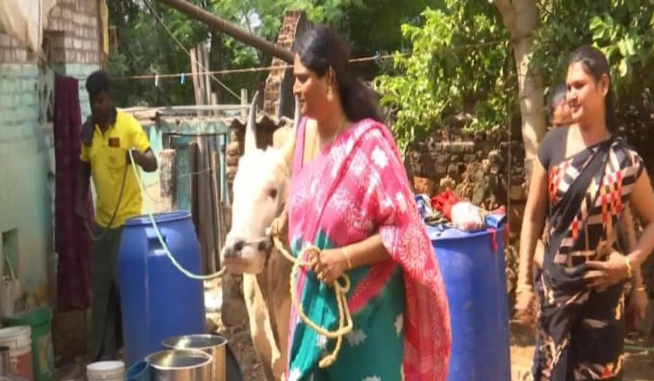 Transgender Bull Trainer Ready For Upcoming Jallikattu