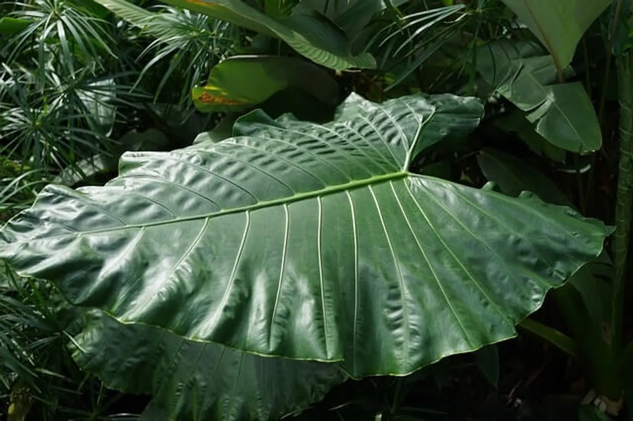 Health Benefits Of Taro Leaves Commonly Known As Arbi Leaves
