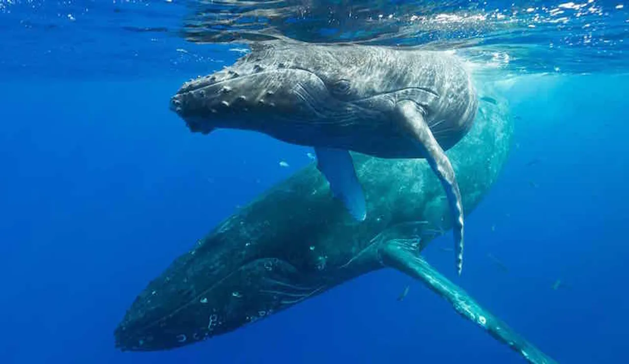Mom Whales Sacrifice To Support Sons