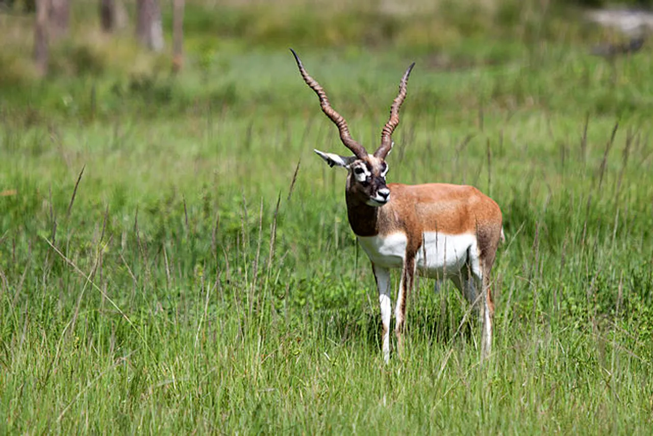 Black Buck Bishnois