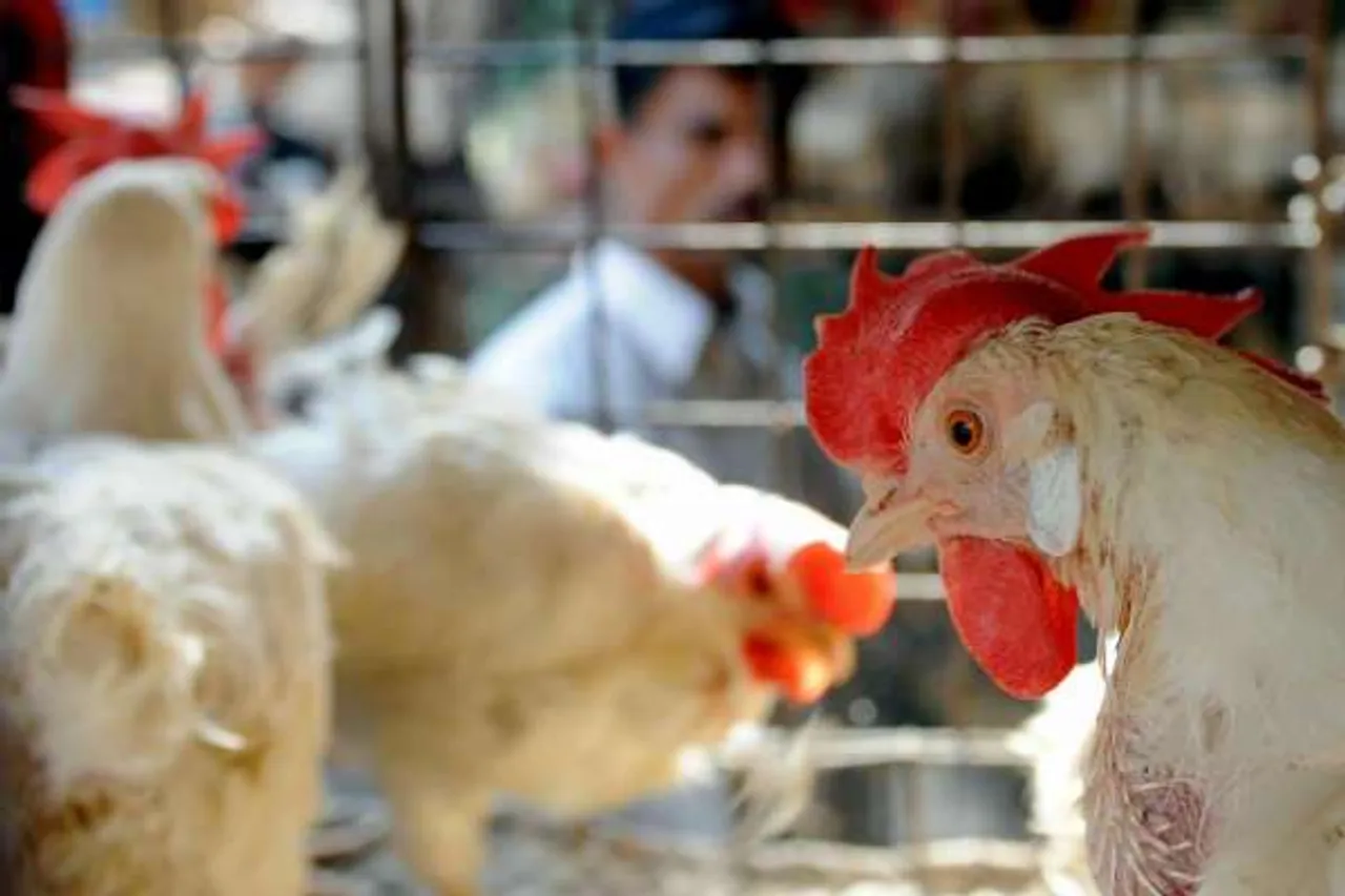 China H10N3 Influenza, Bird Flu outbreak in india, bird flu india