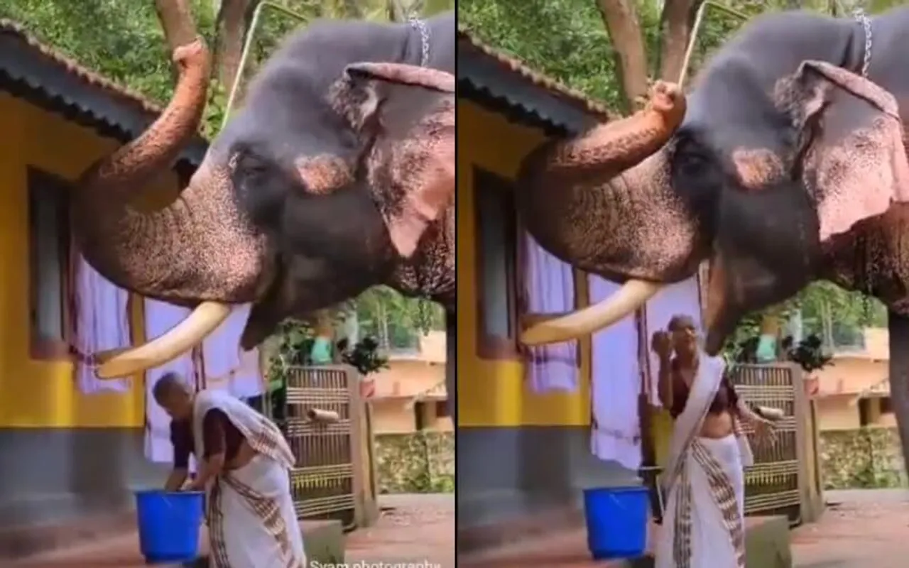 Viral Video: Elderly Woman Feeds Elephant, Leaves Netizens in Awe