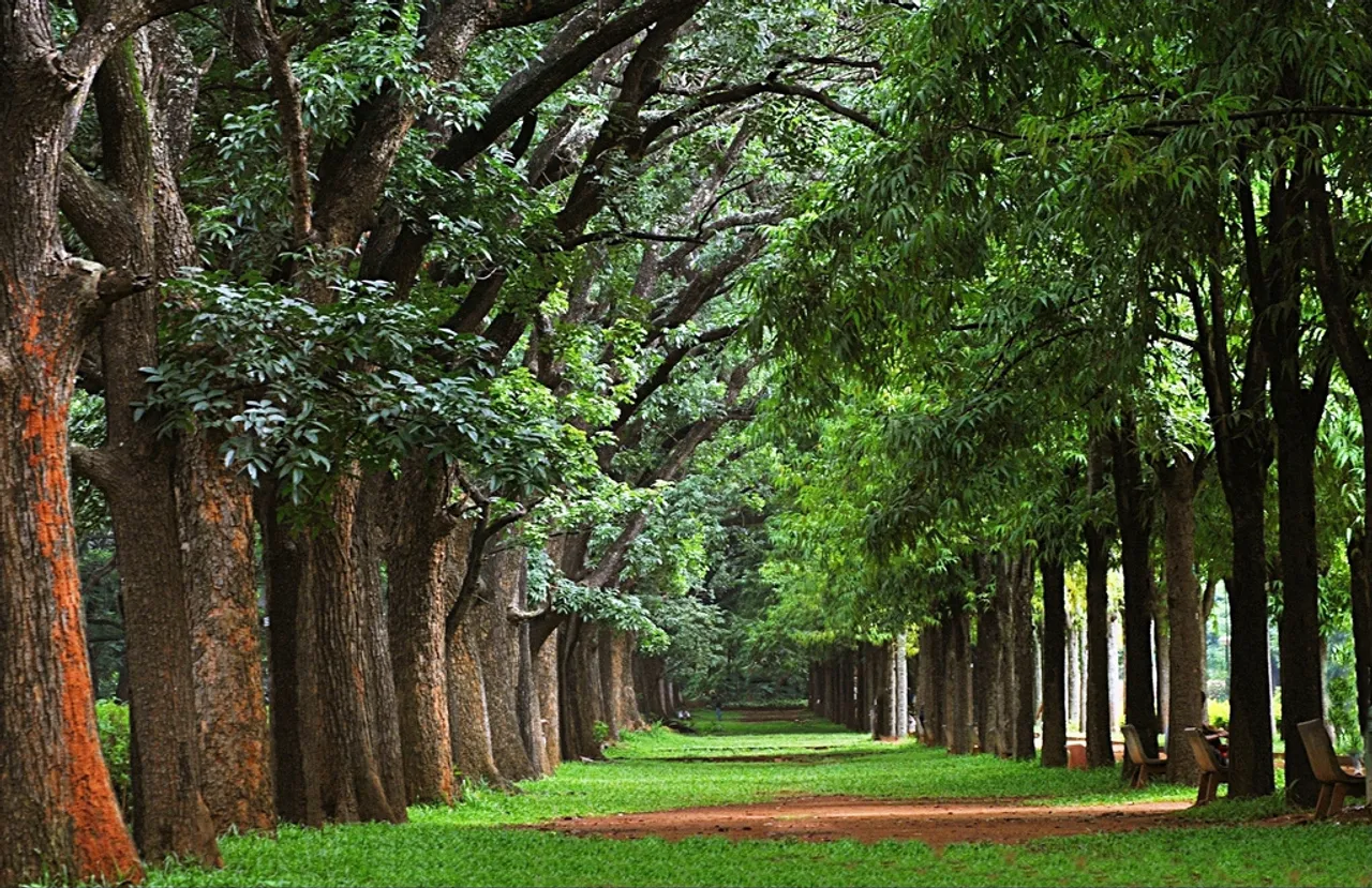 Bangalore: Citizens Save 115 Trees From Being Cut Down