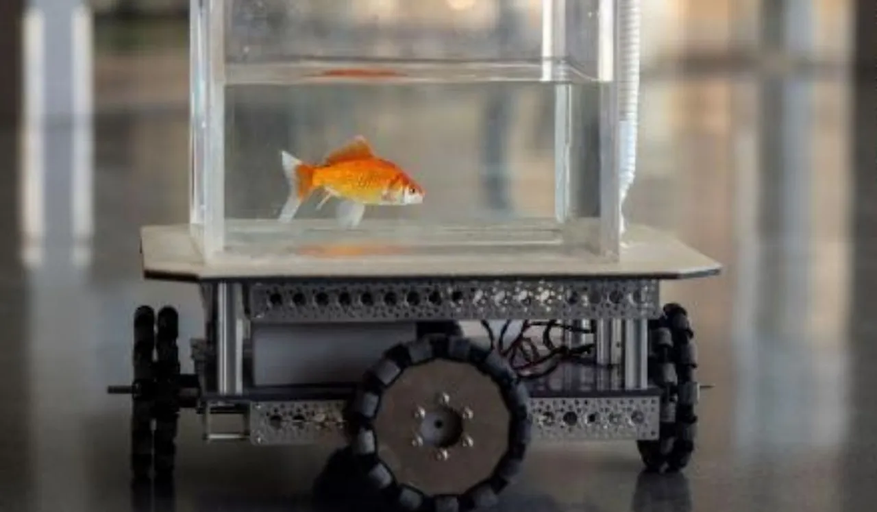 Goldfish can navigate on land