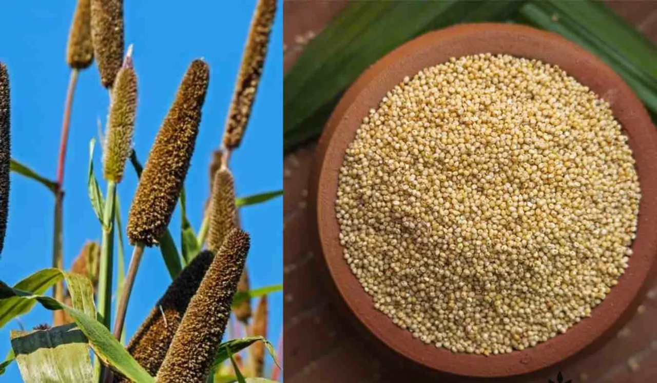 Browntop Millet