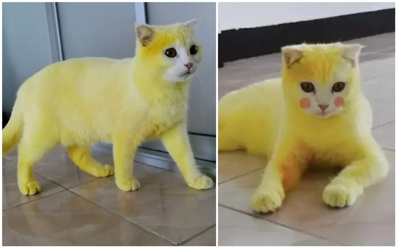 Thai Woman Accidentally Dyes Her Cat Yellow With Turmeric, Netizens Can't Stop Gushing
