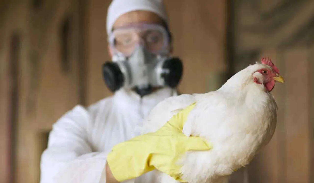 Russia Detects First Case Of H5N8 Avian Flu In Humans