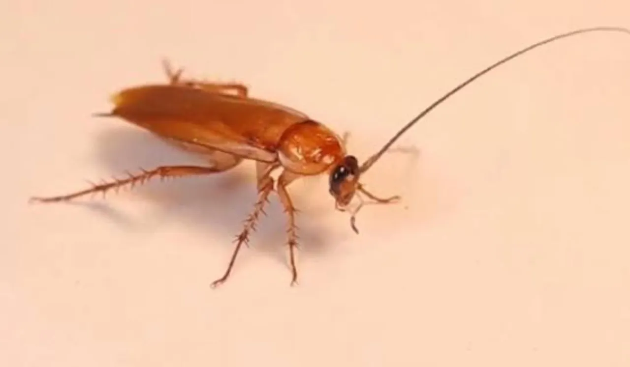 Naming Cockroach After Someone