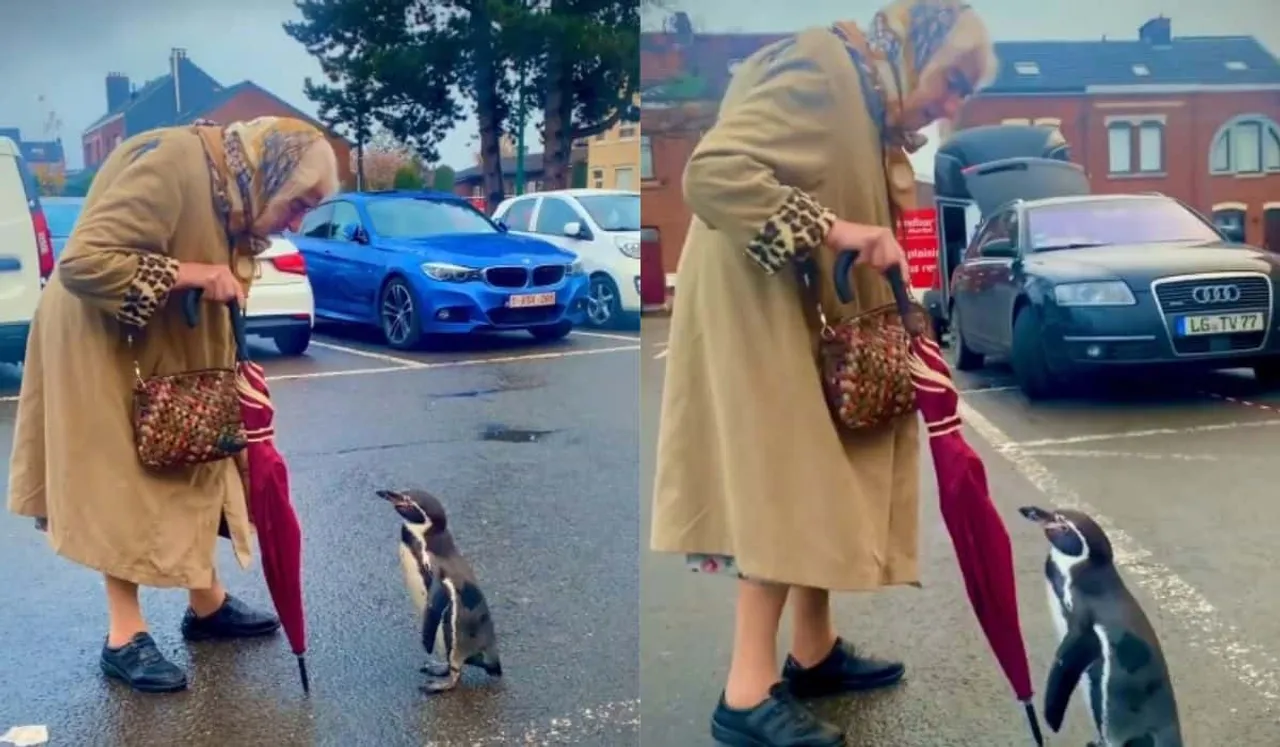 Elderly Woman's Penguin Interaction