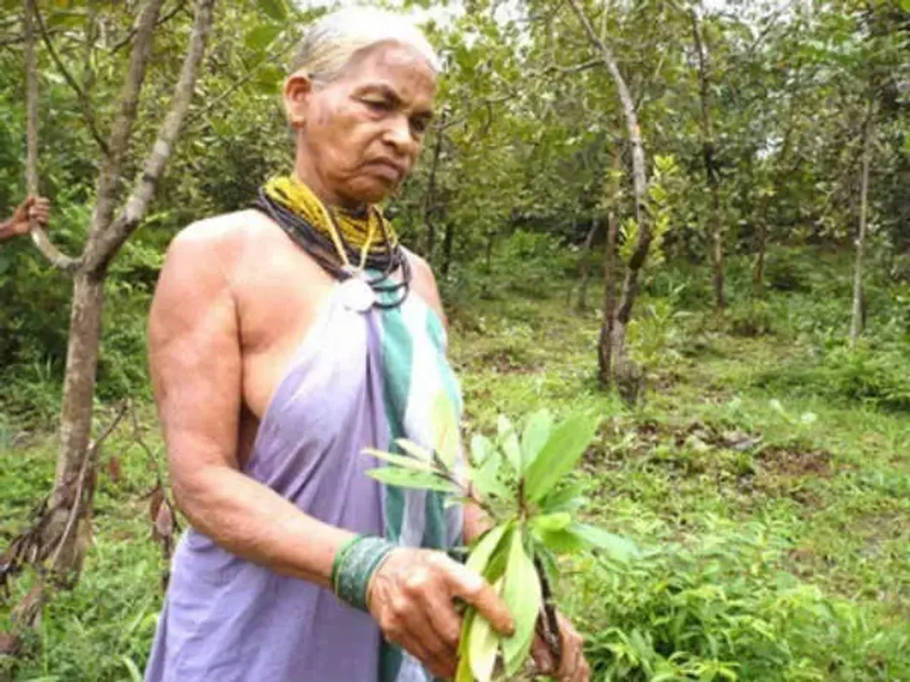 tulsi gowda, Who Is Tulasi Gowda