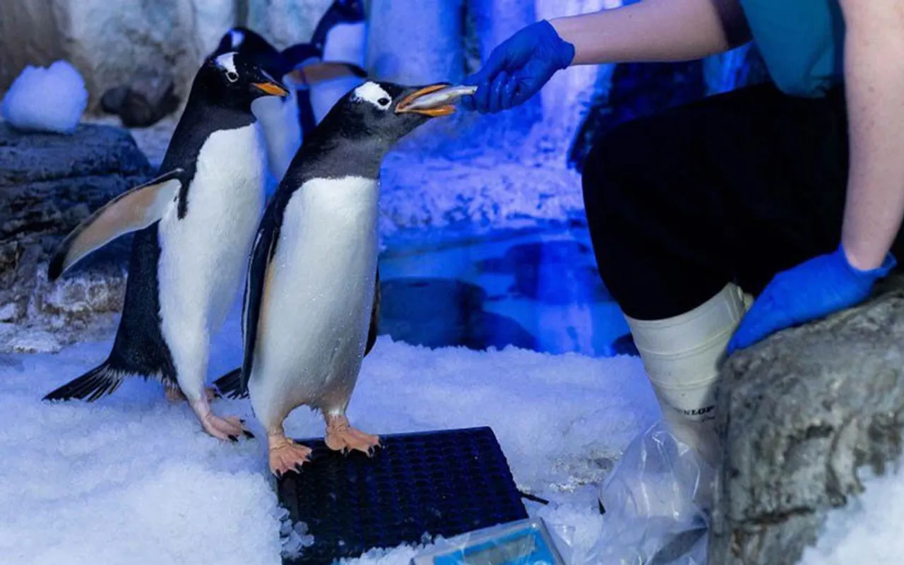 Two Same-Sex Penguin Couples Form During Mating Season In London Aquarium