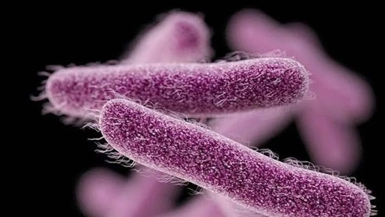 Shigella Outbreak