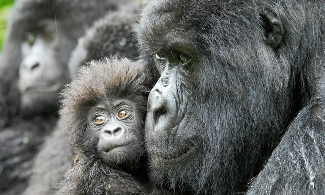 Congo: Women Are Helping With Primate Conservation