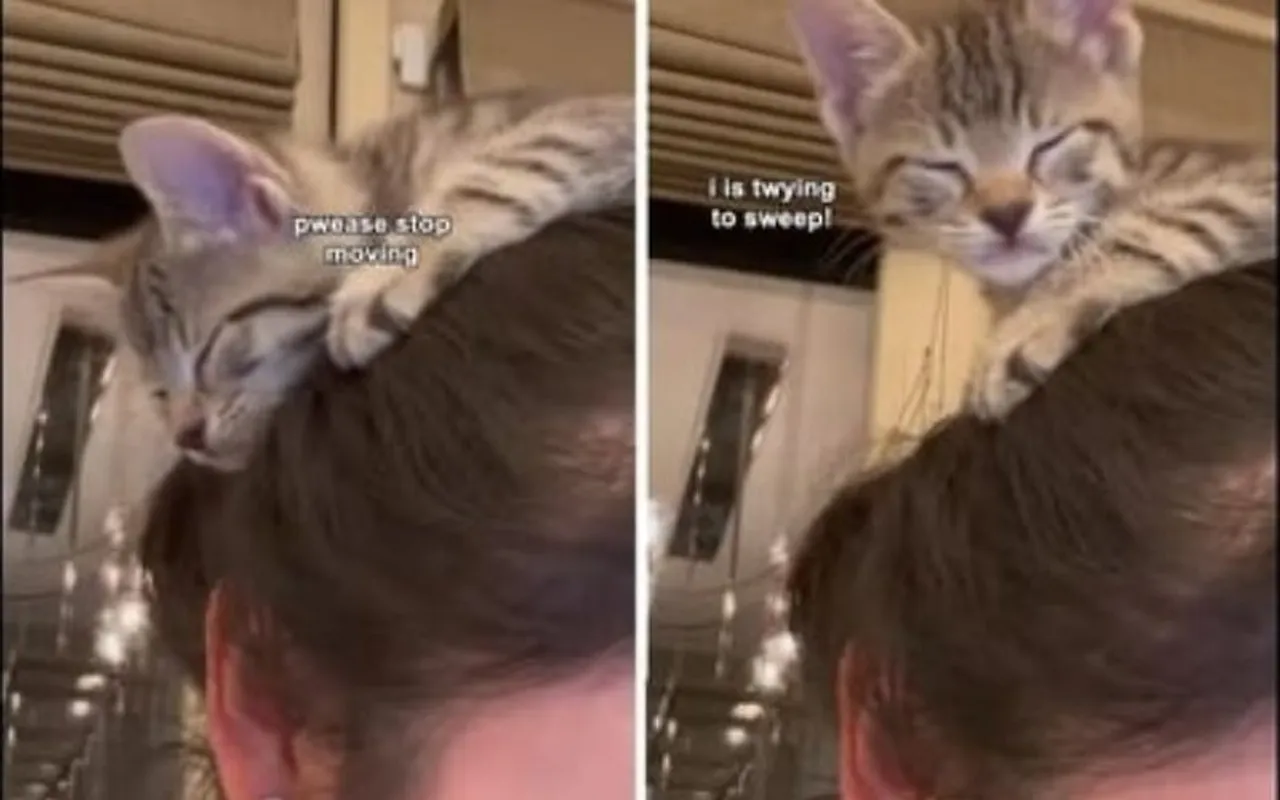 Kitten Climbs On Woman's Head