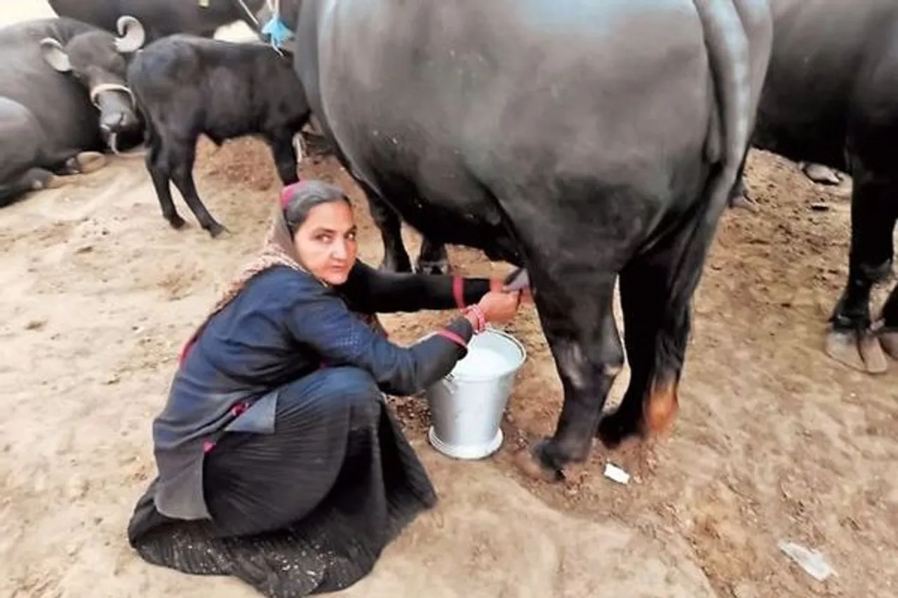 Gujarat Woman sells milk worth Rs 1 crore