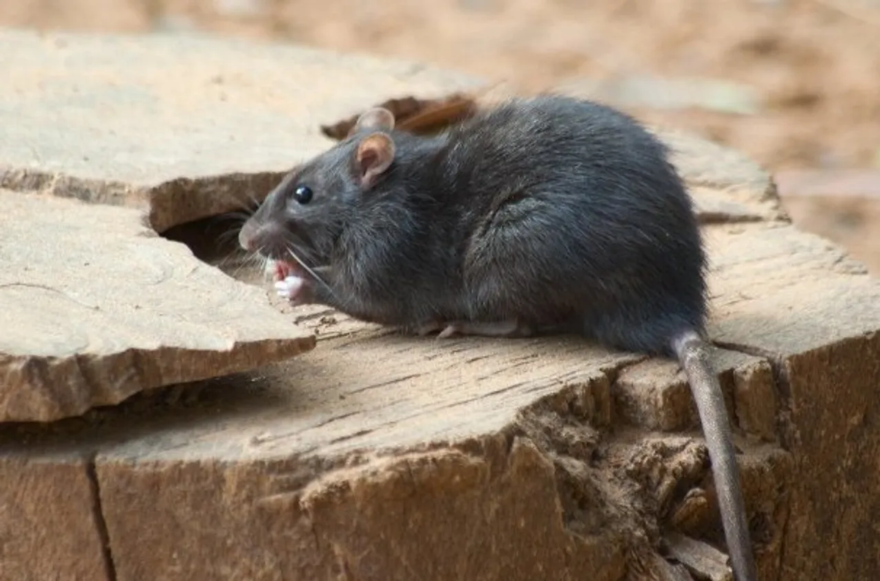 Hantavirus Is Not A New Virus. Here's Why You Shouldn't Be Worried