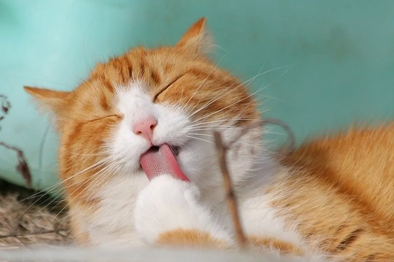 Woman Breastfeeding Her Cat, The girl made a presentation to get a cat