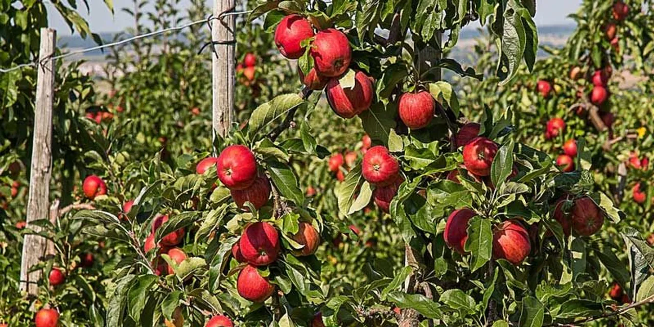 Apple Picking in Kashmir, Women of Kashmir Apple Industry