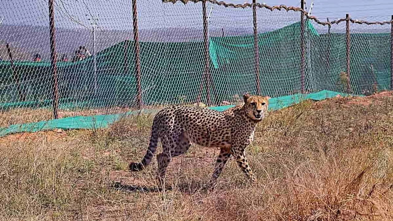 South African Cheetah Uday Dies