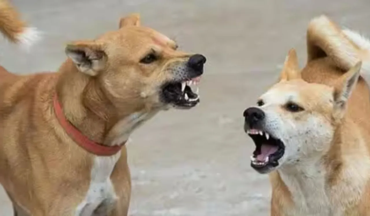 Hyderabad Body Moves Court After Child Attacked By Stray Dogs In The State